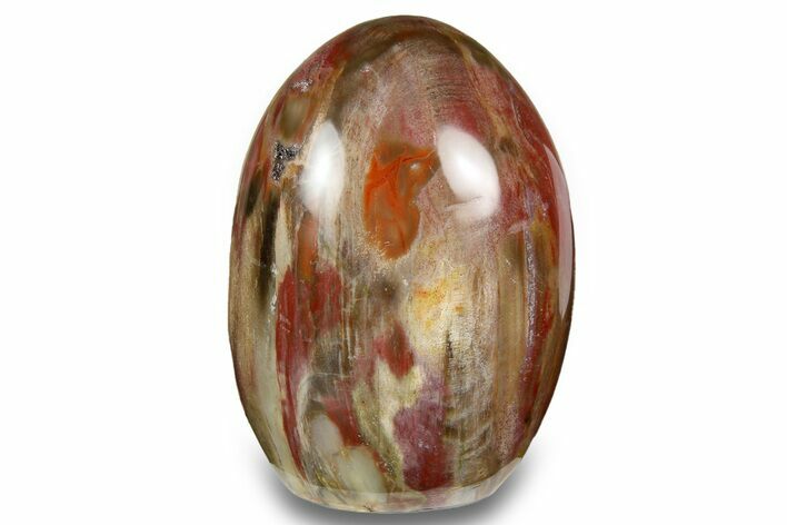 Free-Standing, Polished Petrified Wood - Madagascar #256710